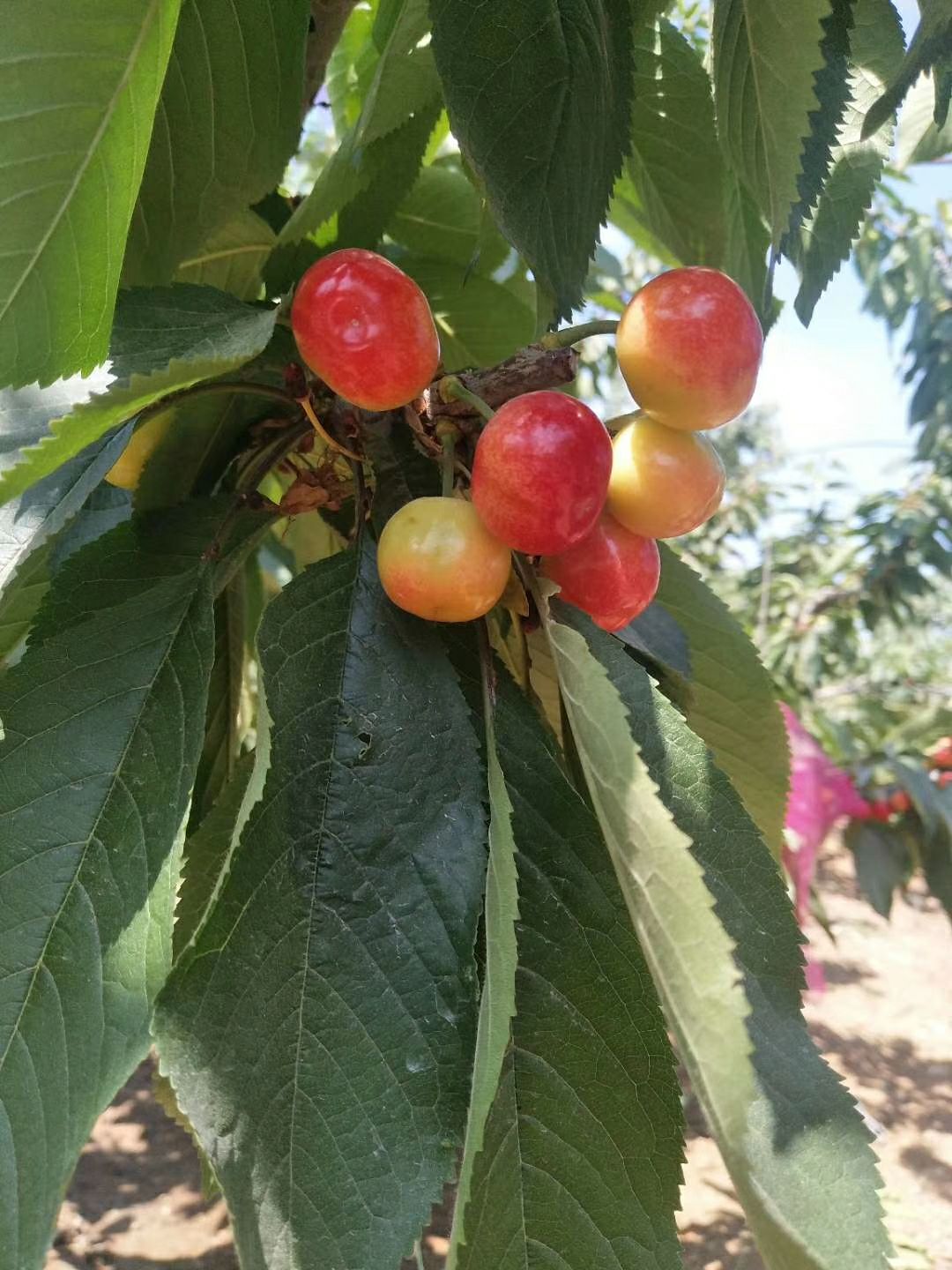 大连自家樱桃，品种齐全，全国可发货