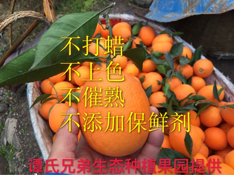 现摘现发的原生态水果 秭归脐橙 诚招全国代理
