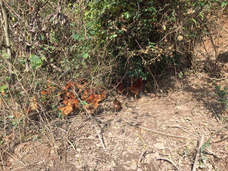 钱林生态走地鸡 纯山间放养 六个月以上开售