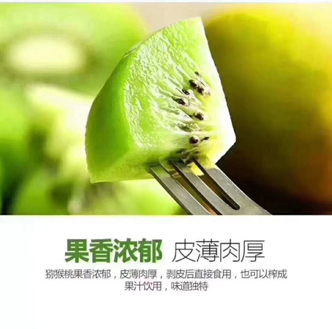 猕猴桃水果货源 零门槛诚招代理 手把手教学 一件代发
