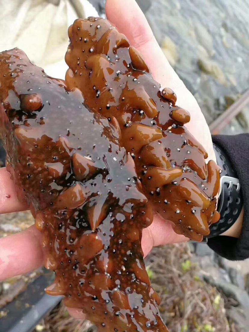 野生海鲜全国招代理 当天发货 包售后