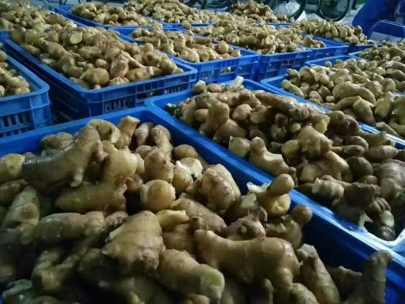 纯手工生姜洗护系列 零化学添加剂 解决头油头屑头白 掉发脱发
