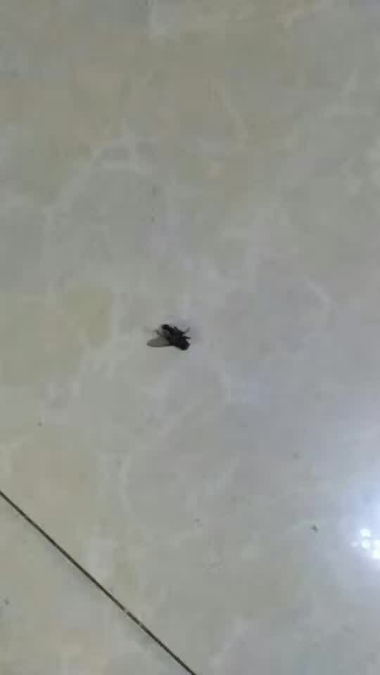 米兜熊蚊香液 340元招代理