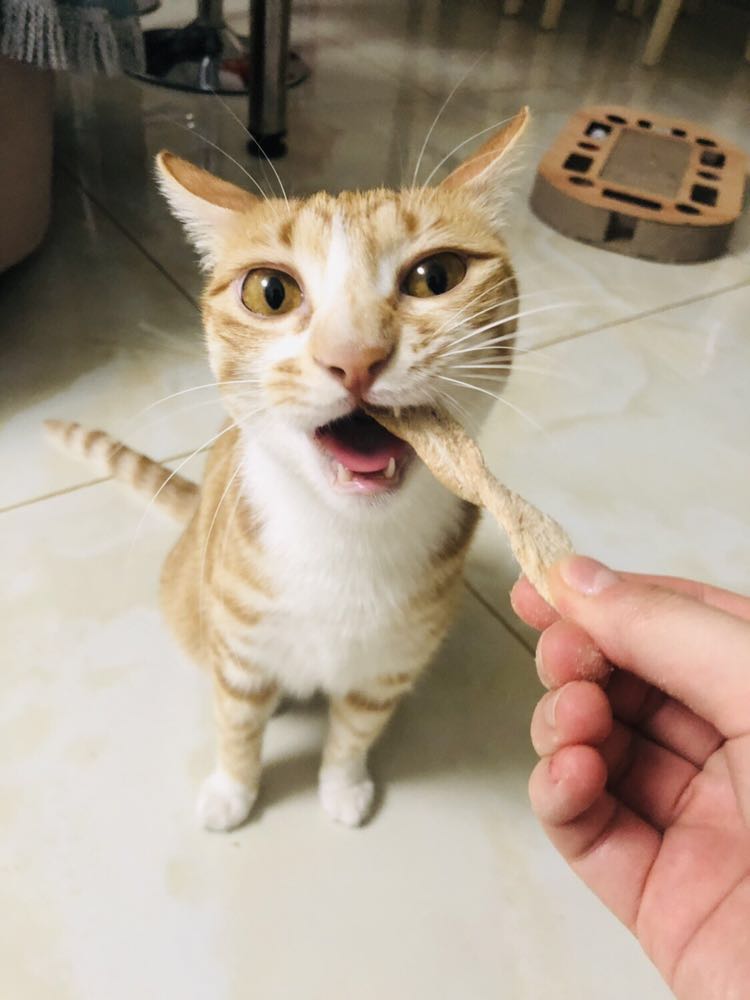 宠物零食主食冻干