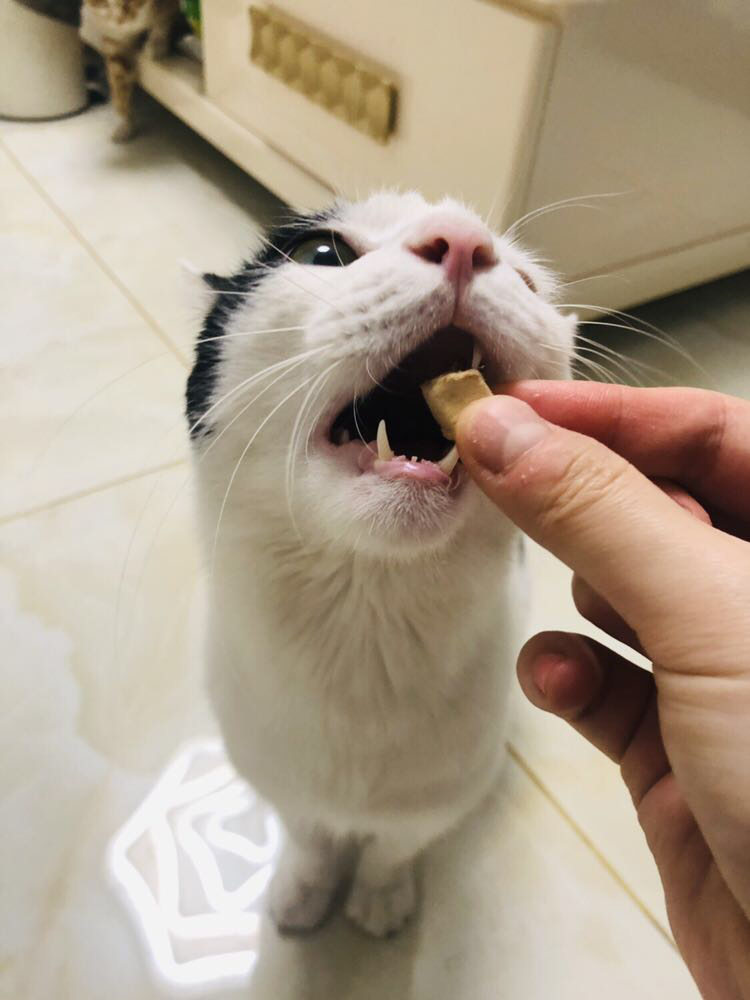 宠物零食主食冻干