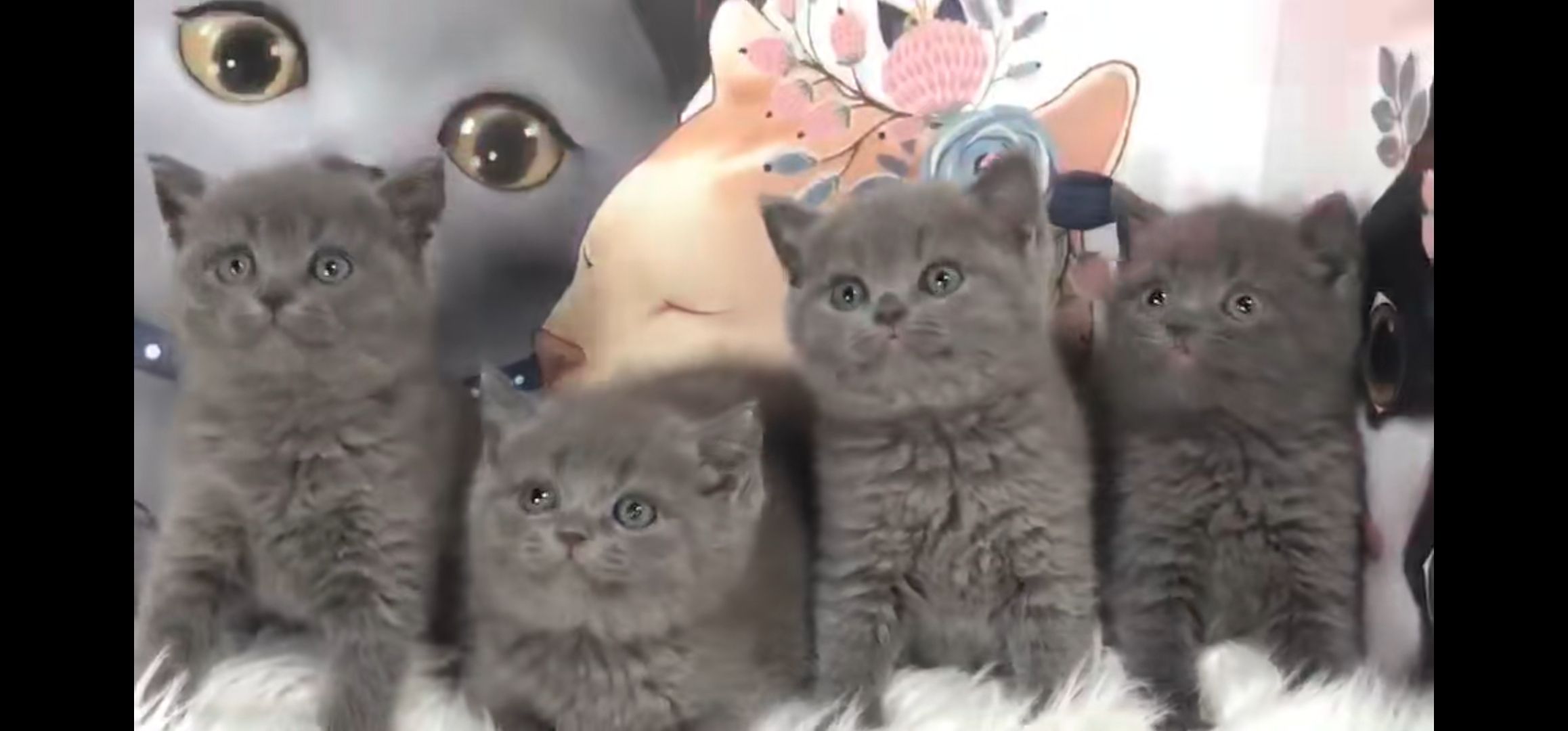 猫咪，低价拿货，利润随便升