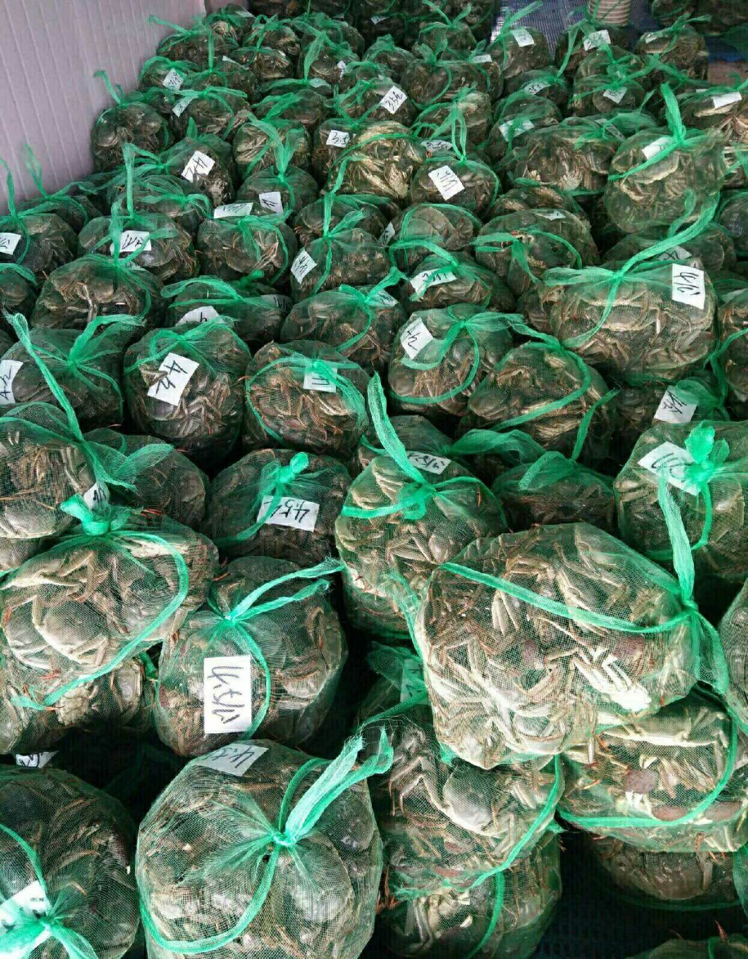 阳澄湖大闸蟹招代理 自己家养殖的 发发朋友圈就能赚钱!
