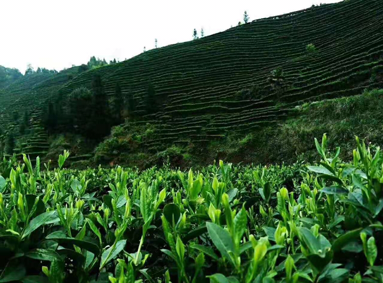 莽山绿茶，红茶