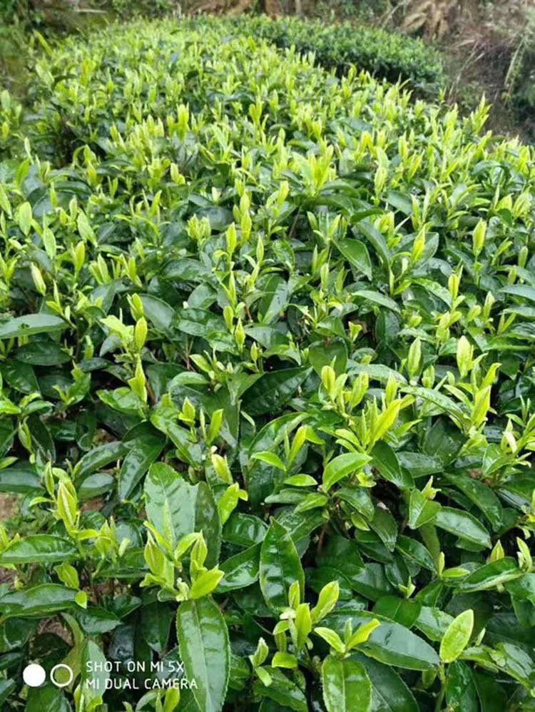 莽山绿茶，红茶