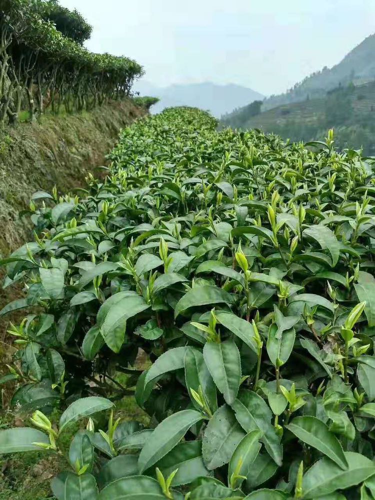 莽山绿茶，红茶