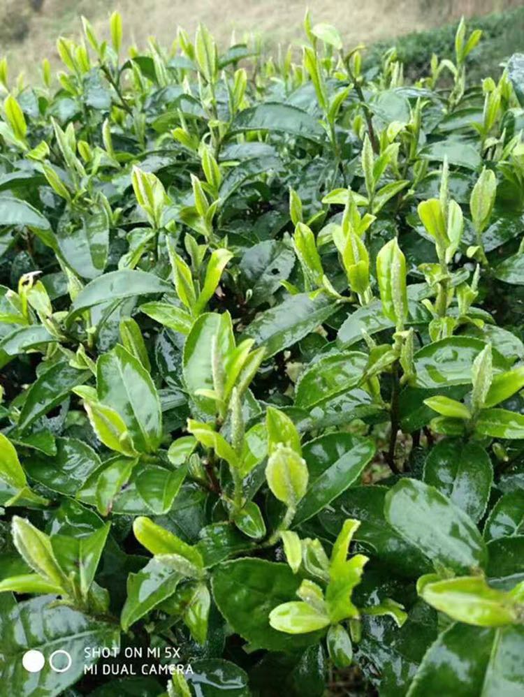 莽山绿茶，红茶