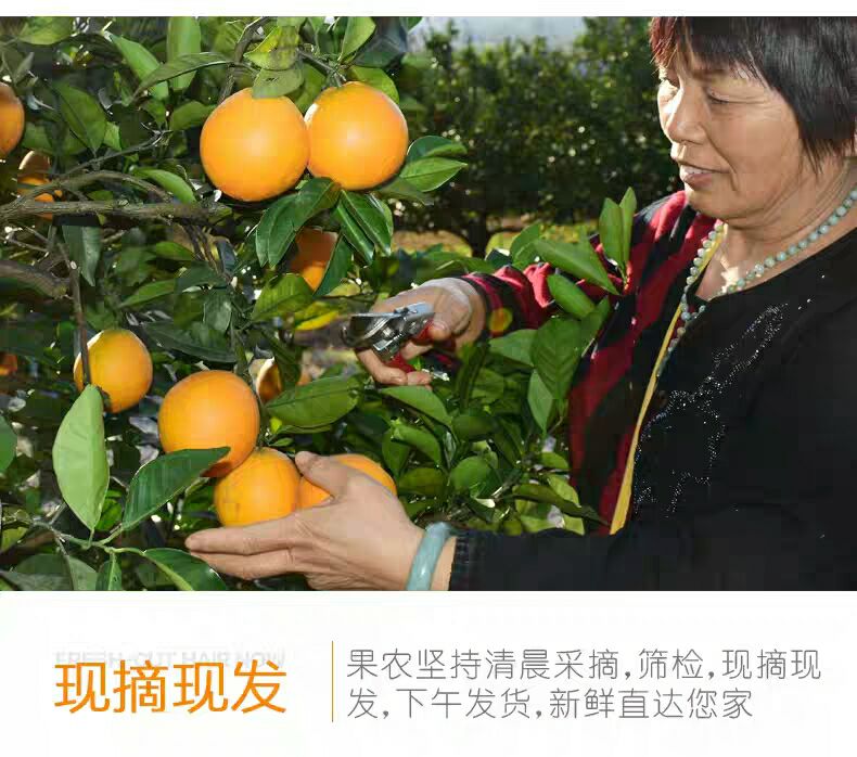 赣南脐橙橙子新鲜水果 招代理 品质保证 果园直发