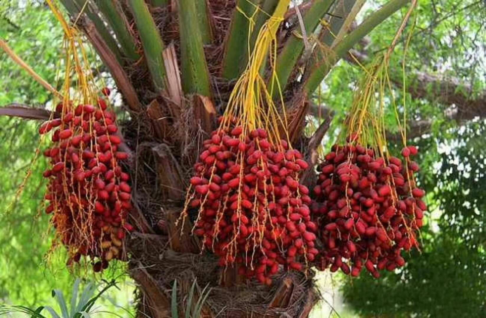 泰国椰子枣止咳润肺等三个止咳功效