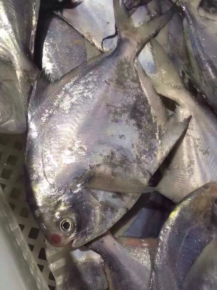 东海野生鲳鱼 一斤3-4条 肉质细嫩