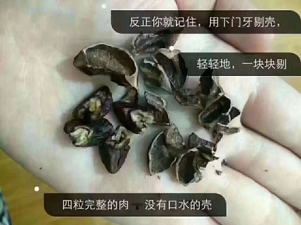 临安特产野生小山核桃 招代理 支持代发