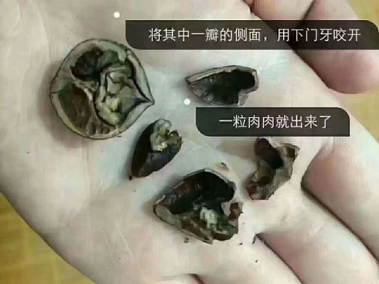 临安特产野生小山核桃 招代理 支持代发