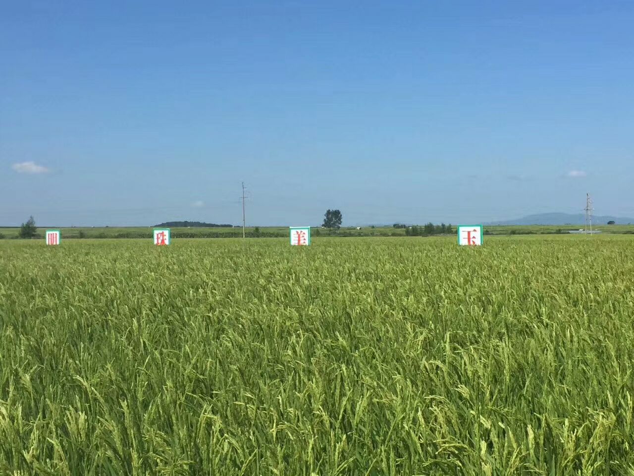 东北五常大米稻花香 土特产黑木耳 自产自销 招代理 一件代发