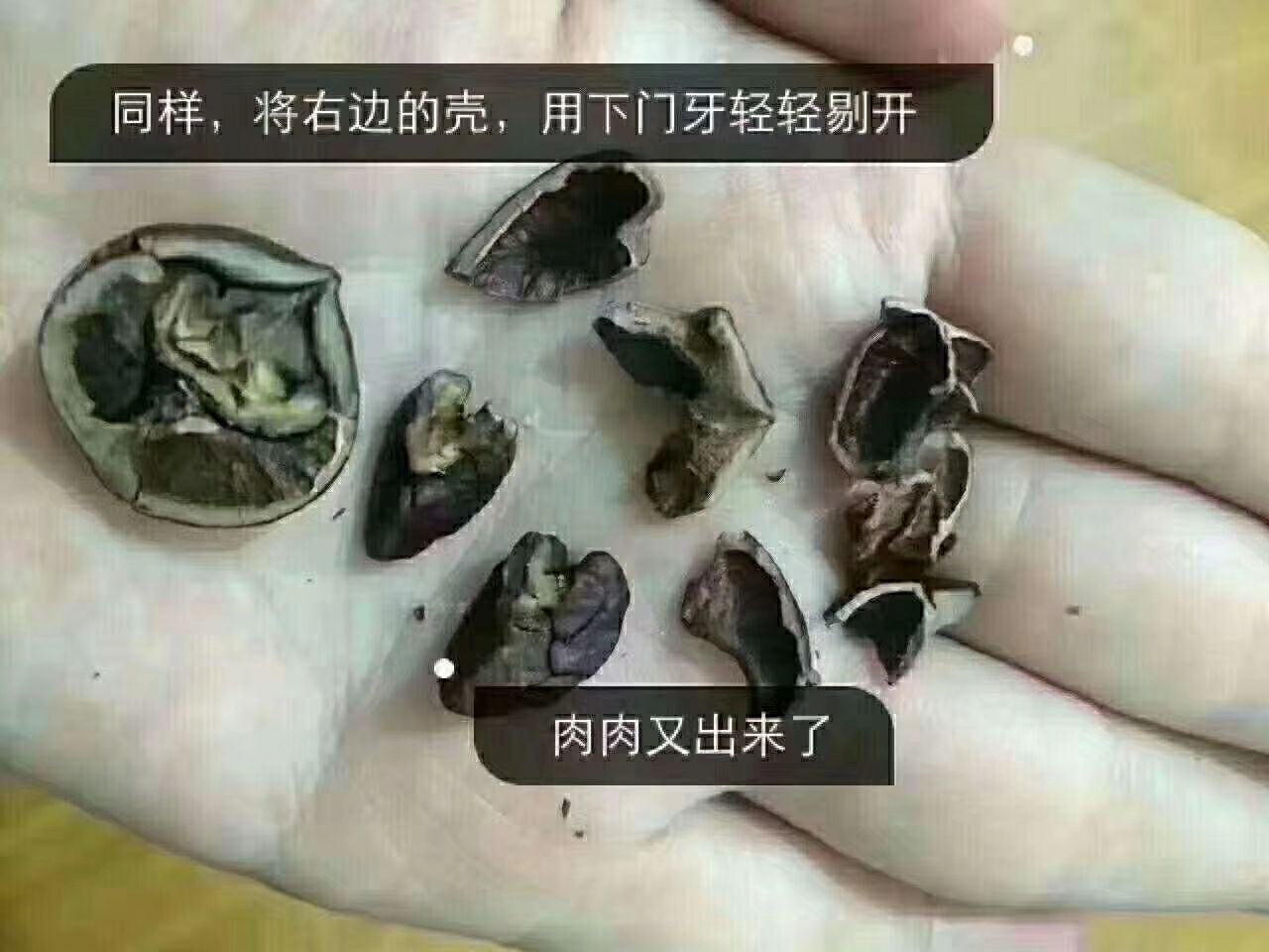 临安特产野生小山核桃 招代理 支持代发