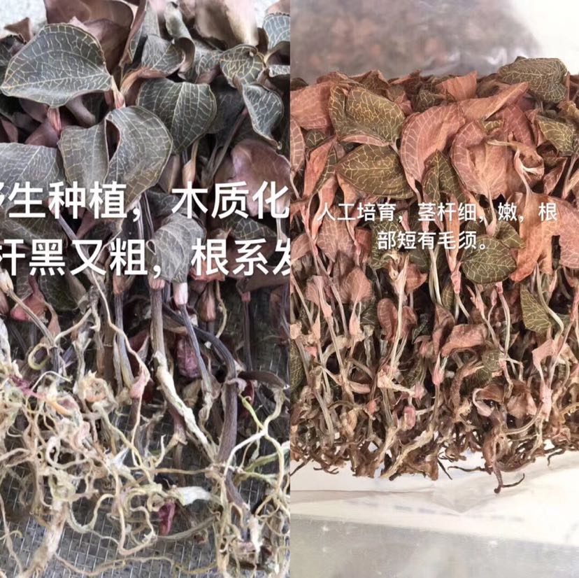 福建南靖林下金线莲种植基地招代理批发