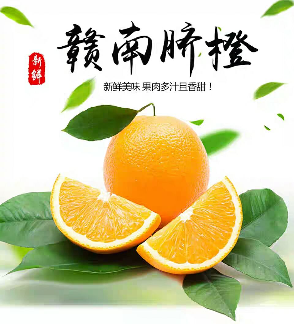 赣南脐橙橙子新鲜水果 招代理 品质保证 果园直发