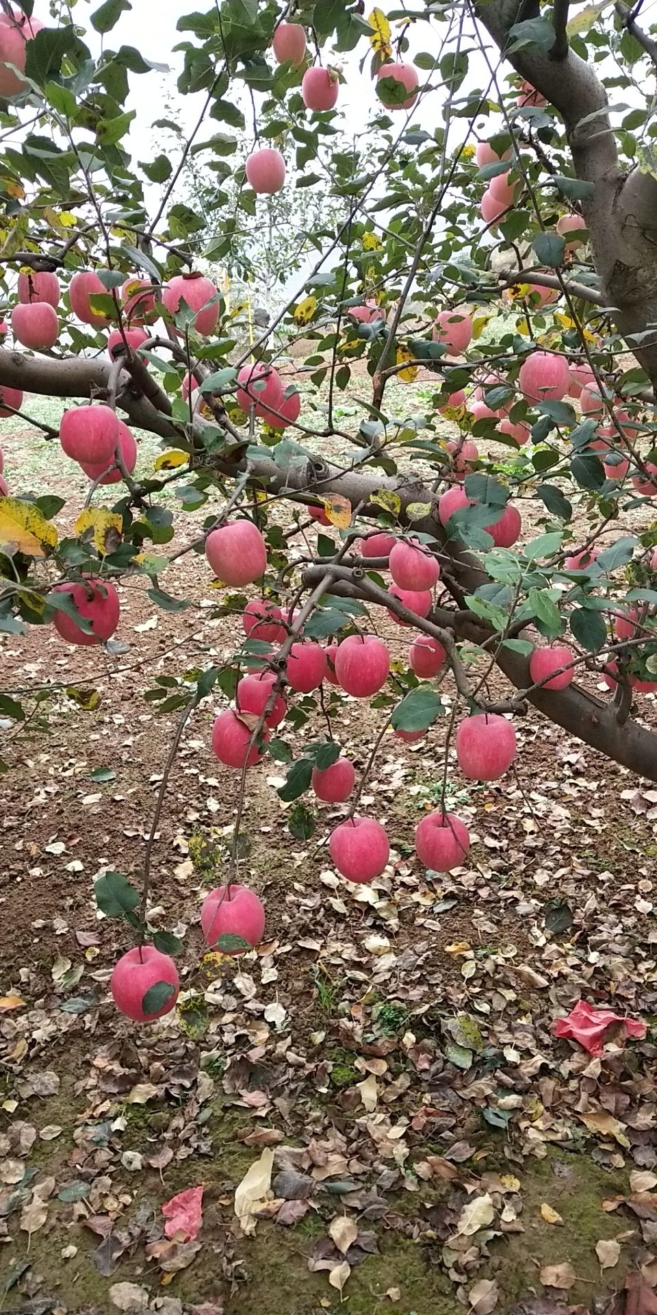 甘肃蛇果，红富士，色味俱全，清脆可口，全国包邮，可代理销售