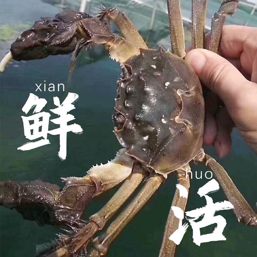 阳澄湖大闸蟹一手货源 一件代发 保质保量 高利润