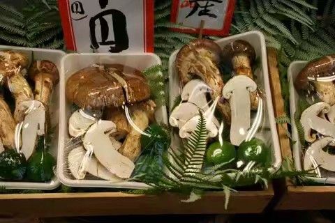 香格里野生松茸 产地直销 招全国代理