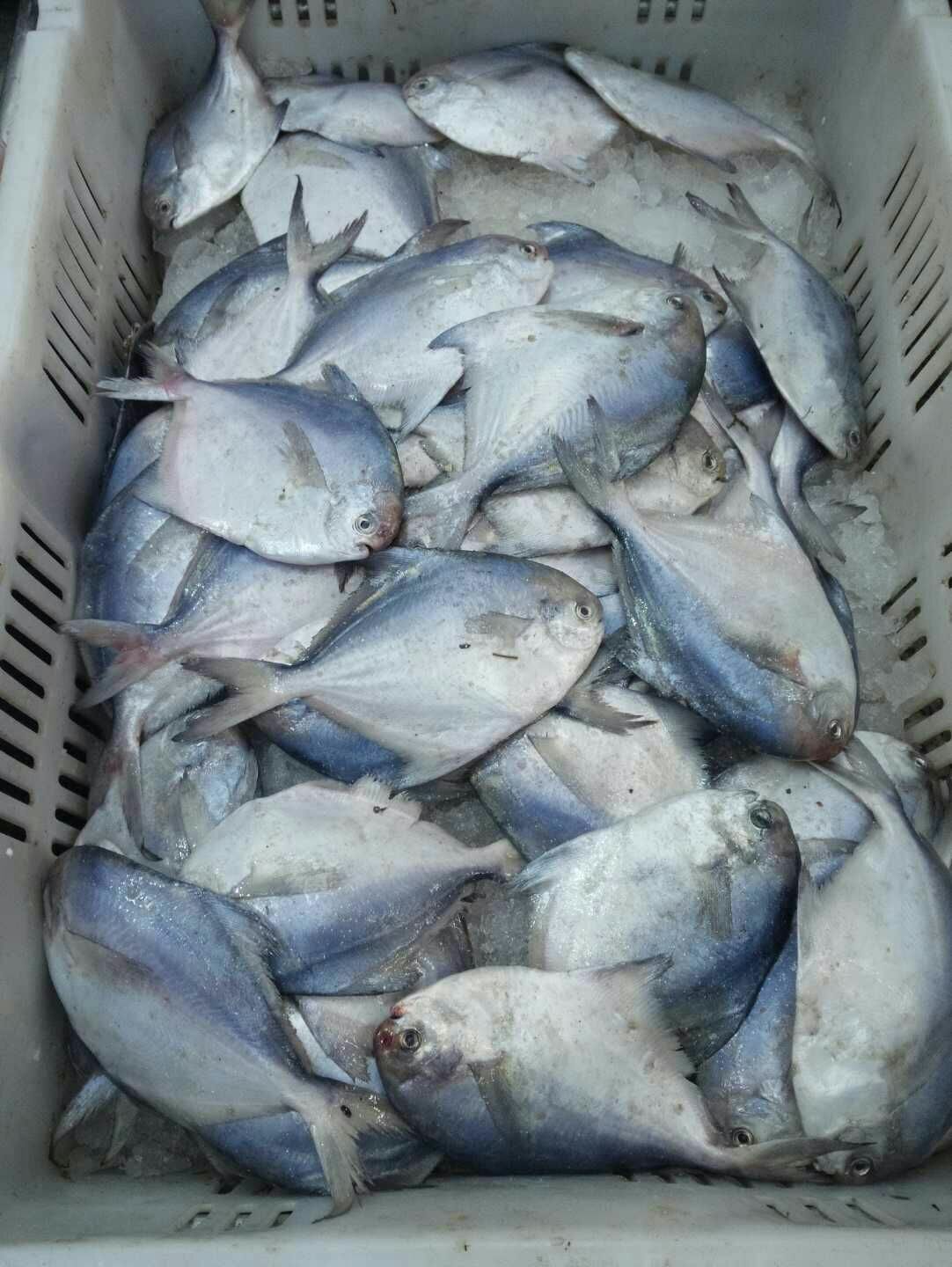 招代理，海鲜一件代发，不囤货不押款