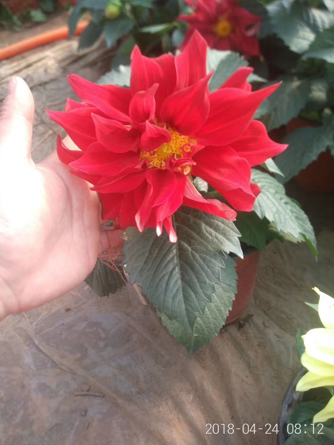 宜家花卉直销 批发各种绿植花卉 园林绿化 物美价廉