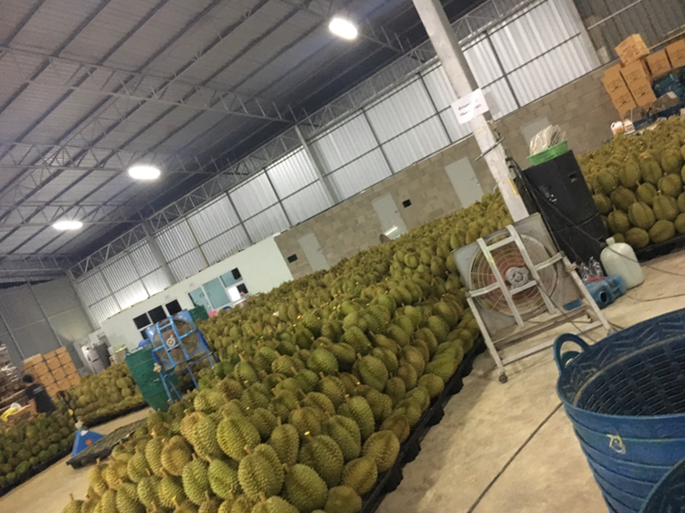 泰国南部正宗榴莲总代理 坏果我们包赔