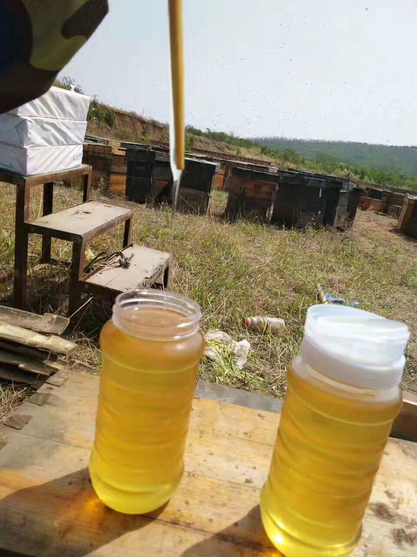 自己家蜂场 纯天然蜂蜜 花粉 蜂皇浆  蜂巢蜜  保纯 招代理
