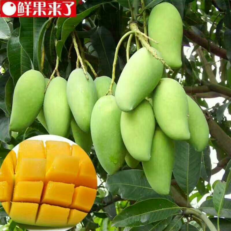广西百色田东汪涵吃过的芒果——桂七