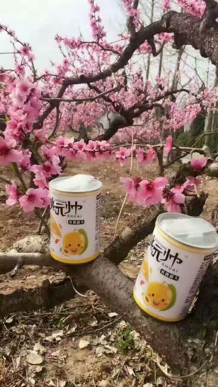 零食一件代发 超过几十种的热销零食 水果罐头