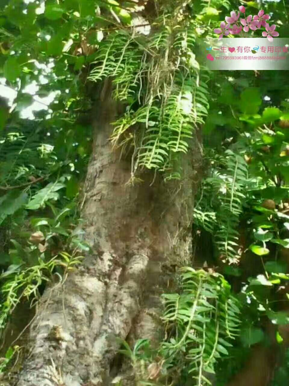 岭下风景野生蜂蜜  野生葛粉葛片  野生铁皮石斛  野生红菇