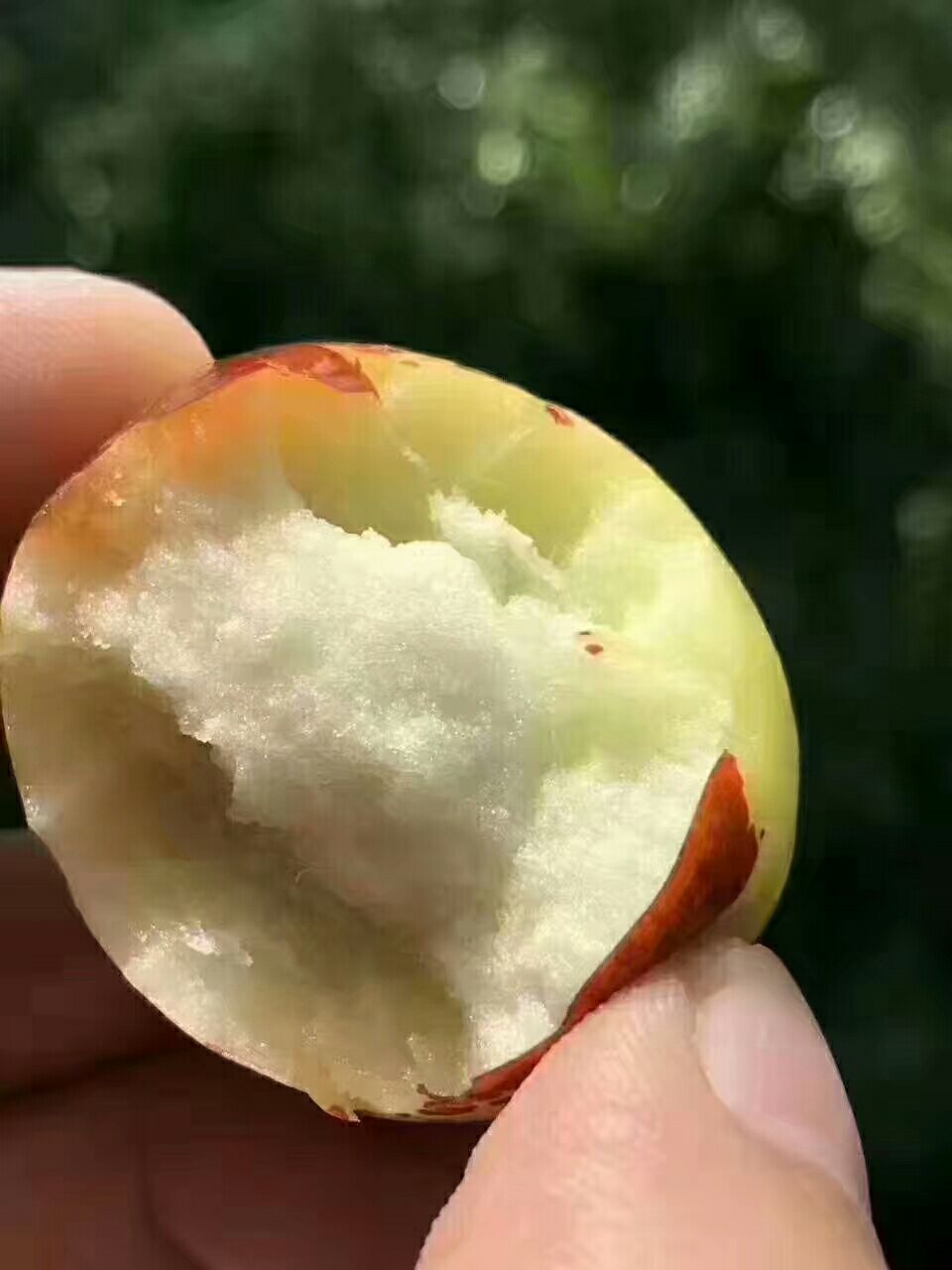 婆枣 大枣  大雪枣