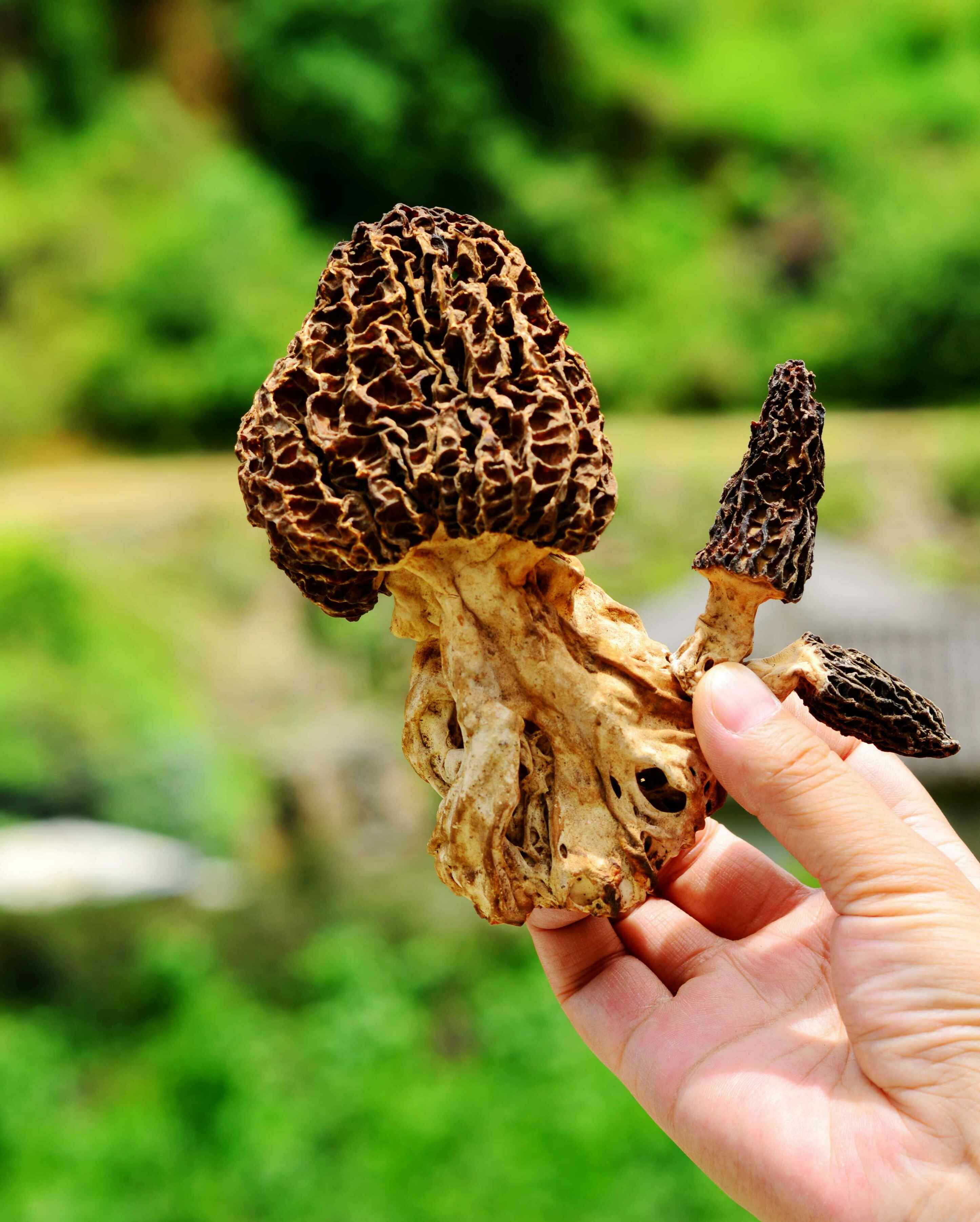 产地直招微商代理（羊肚菌，松茸，虫草，野生天麻）