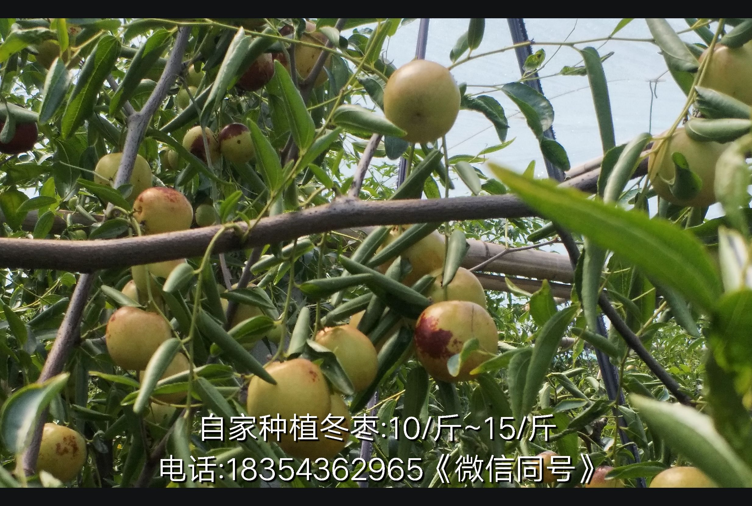 自家种植，大棚冬枣