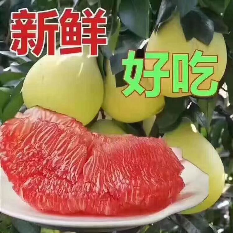 福建平和蜜柚产地直发，全国招代理