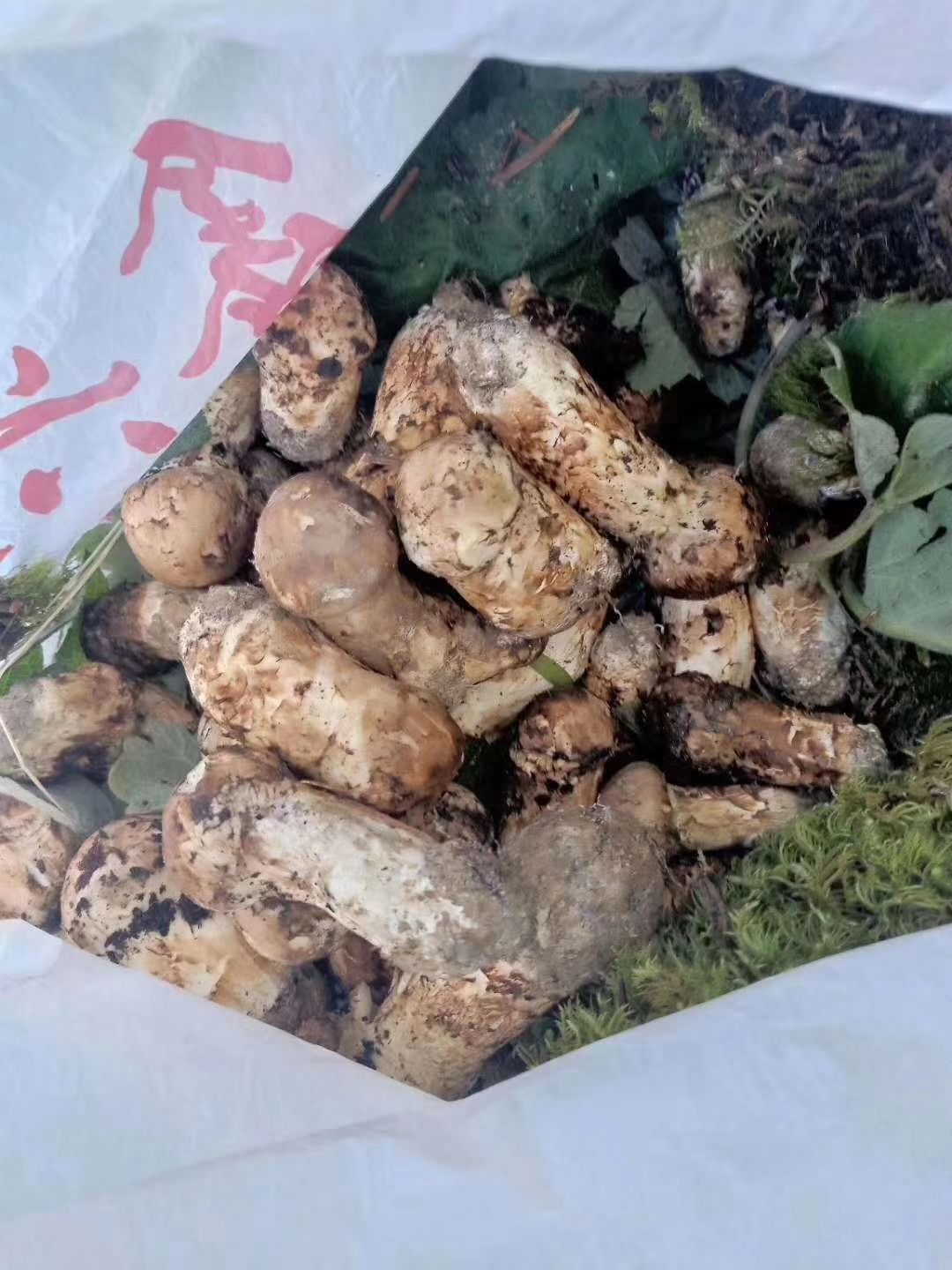 香格里野生松茸 产地直销 招全国代理