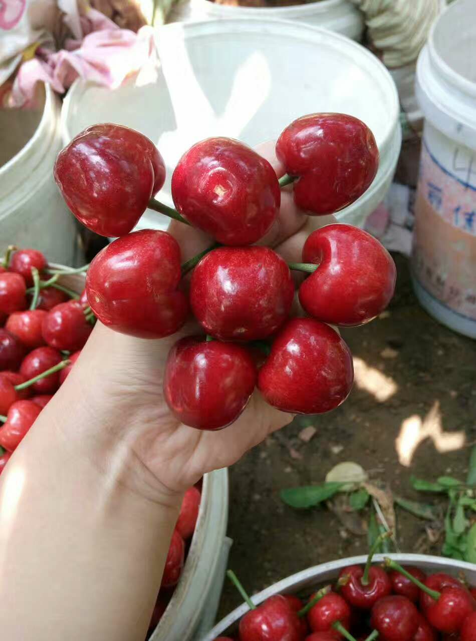 新鲜水果产地直发