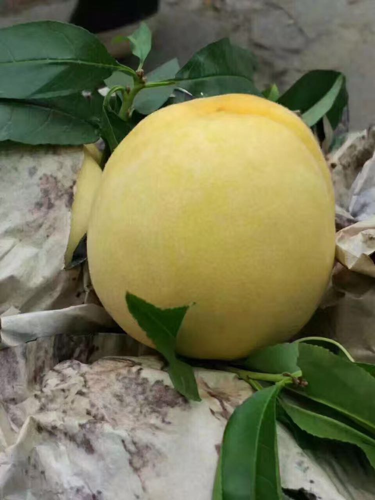 炎陵黄桃批发和零售