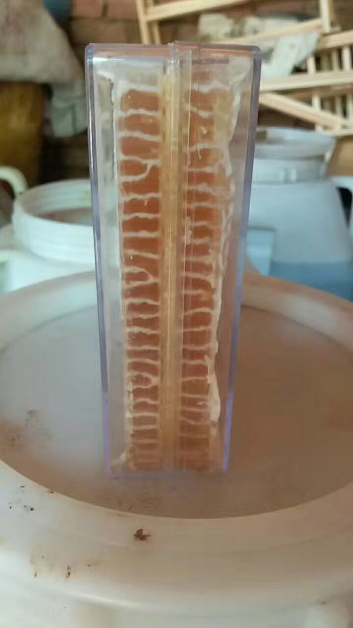 自己家蜂场 纯天然蜂蜜 花粉 蜂皇浆  蜂巢蜜  保纯 招代理