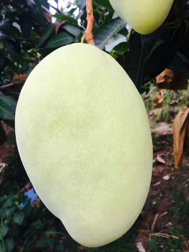 攀枝花芒果 产地直发 诚招实力代理 利润丰厚 想赚钱的来