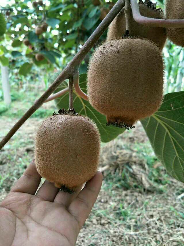 爱吃各种水果的加她