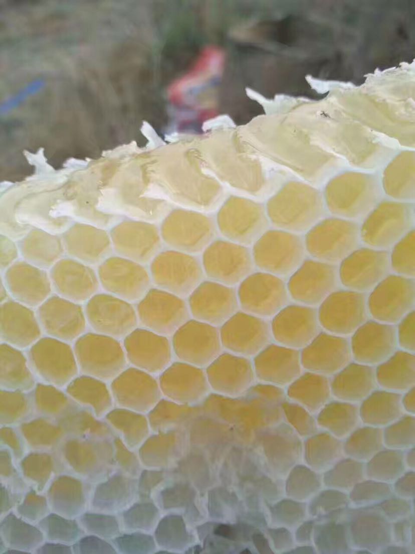 自己家蜂场 纯天然蜂蜜 花粉 蜂皇浆  蜂巢蜜  保纯 招代理