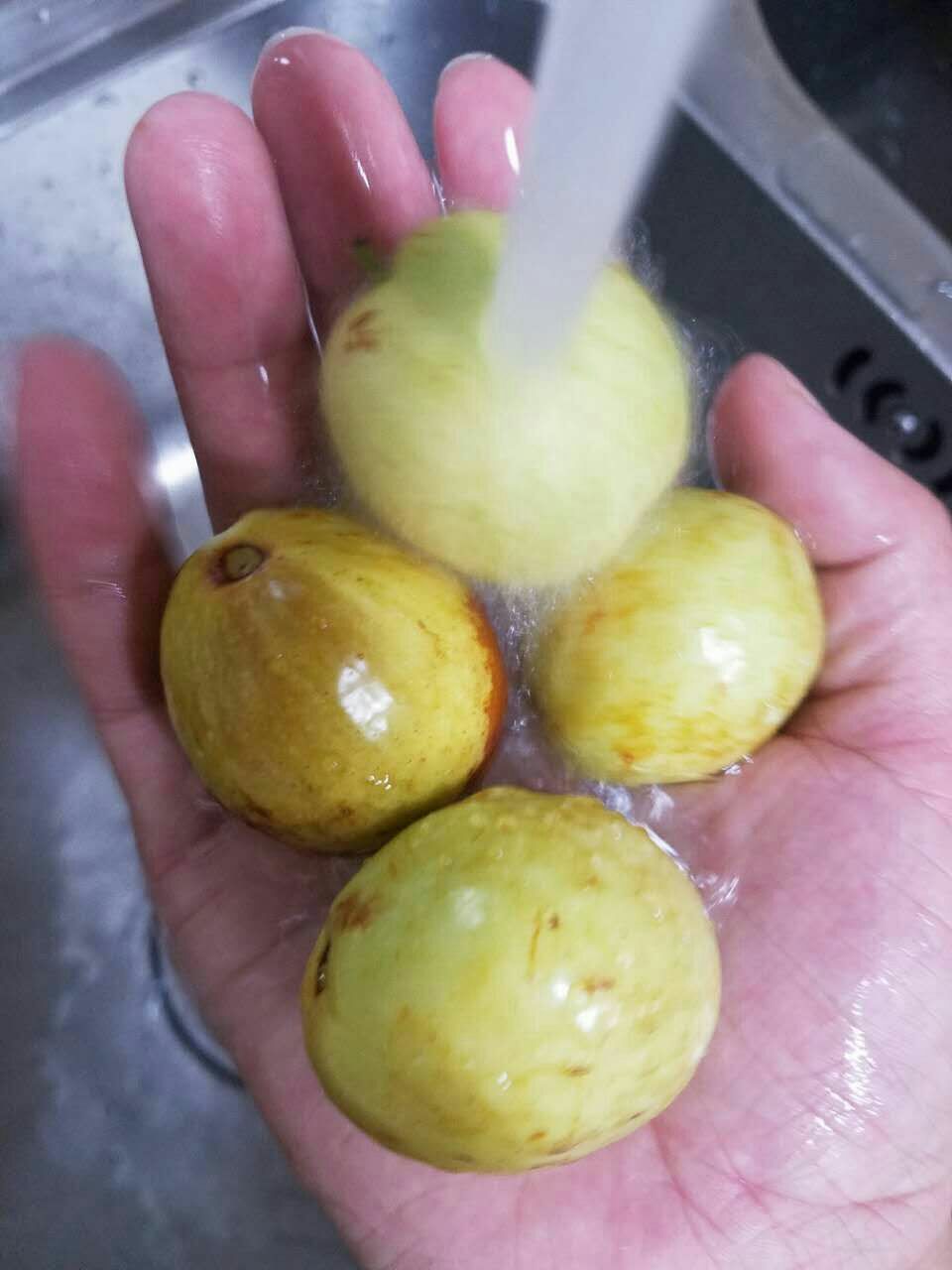 婆枣 大枣  大雪枣