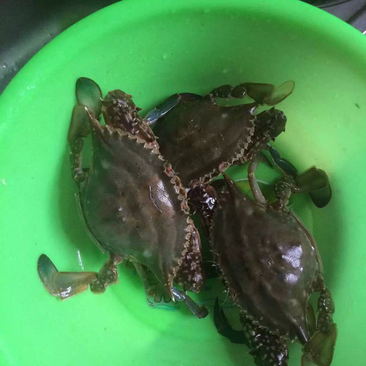 海鲜工作室，招收代理！福利多多  进来看详情