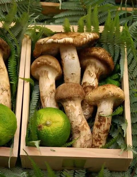 香格里野生松茸 产地直销 招全国代理