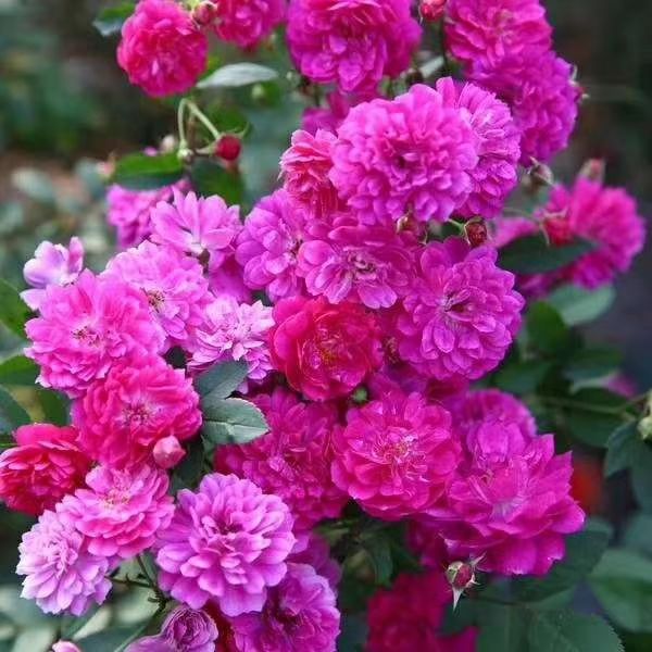宜家花卉直销 批发各种绿植花卉 园林绿化 物美价廉