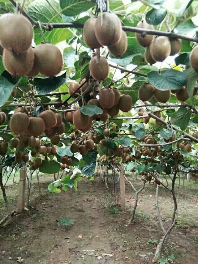 陕西猕猴桃招代理 果园直发